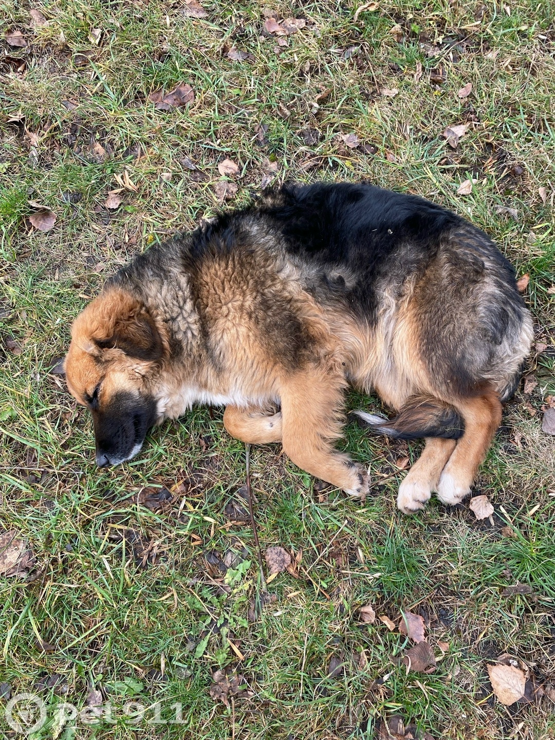 Найдена собака в Пензе — фото объявления
