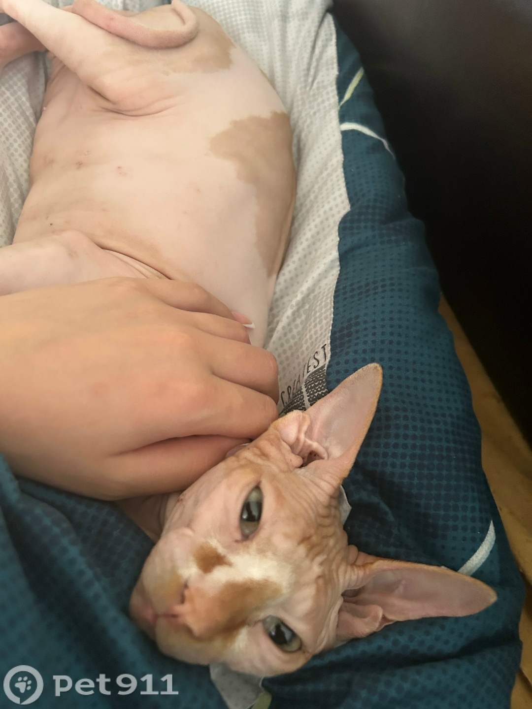 Пропала кошка в Пензе — фото объявления