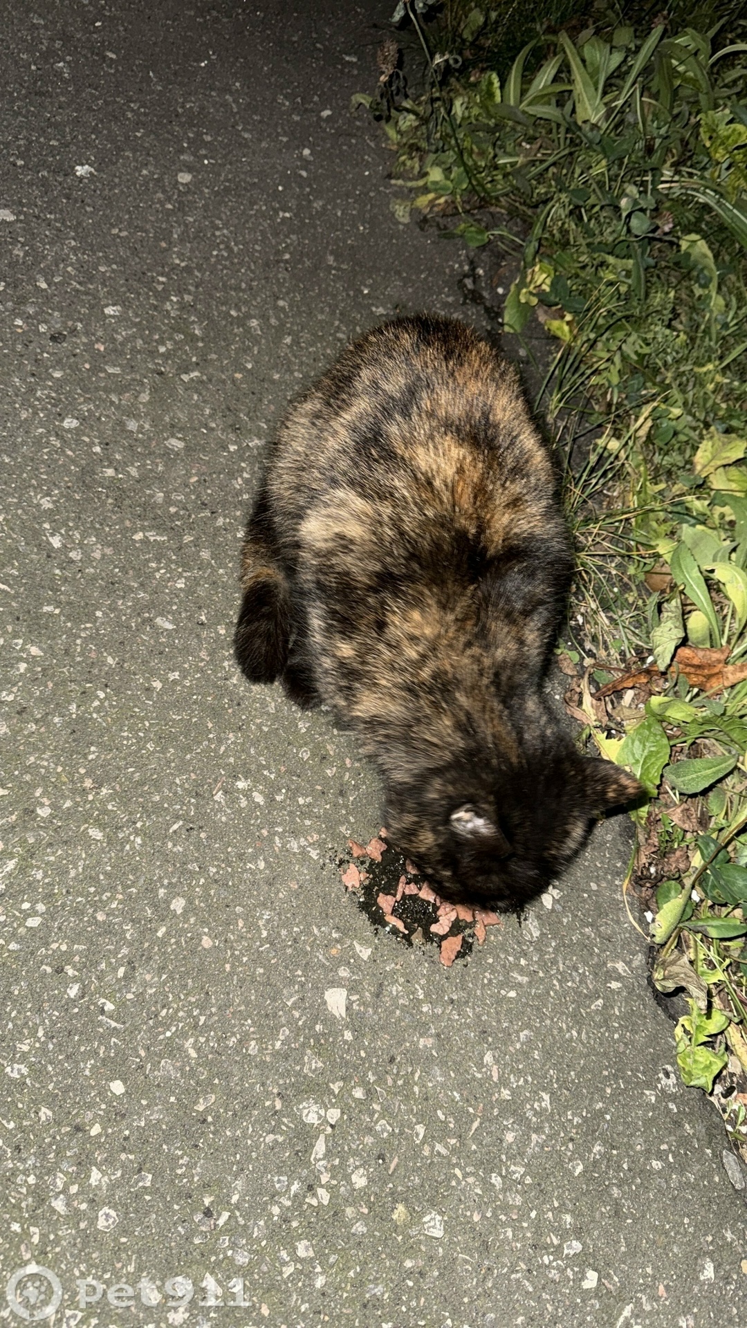 Найдена кошка в Пензе — фото объявления