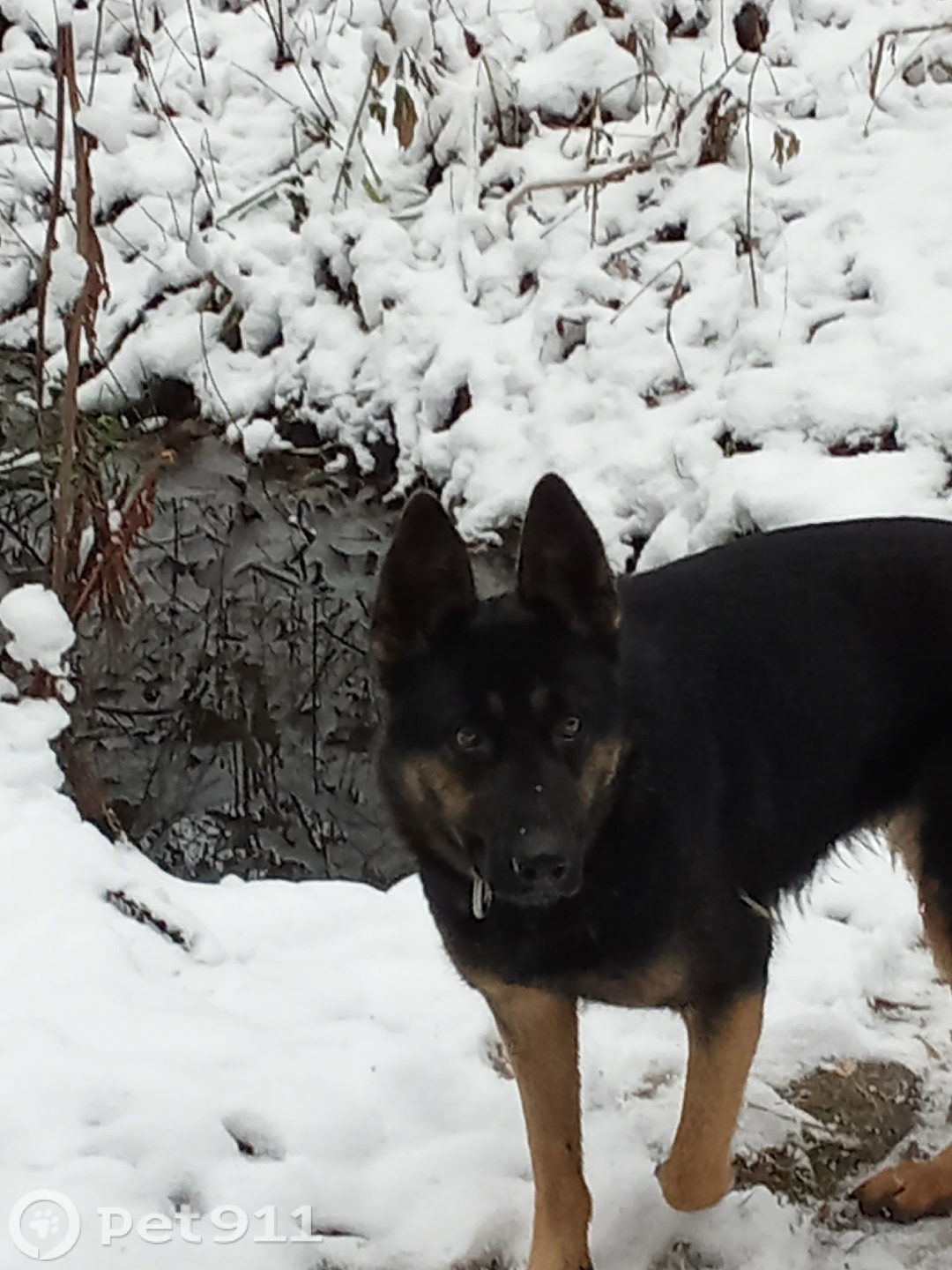 Пропала собака в Пензе — фото объявления
