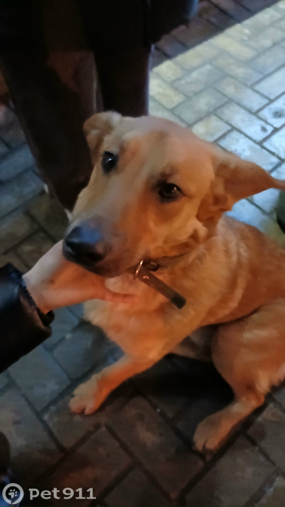 Найдена собака в Пензе — фото объявления