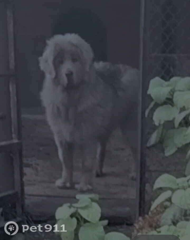 Пропала собака в Пензе — фото объявления