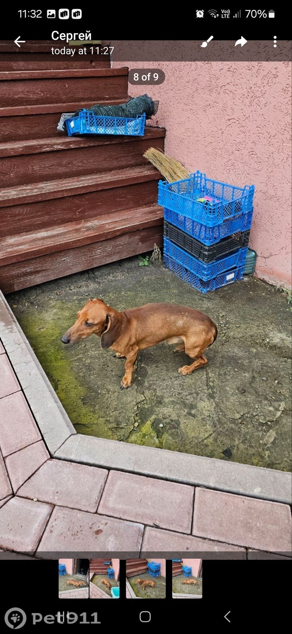 Найдена собака в Пензе — фото объявления