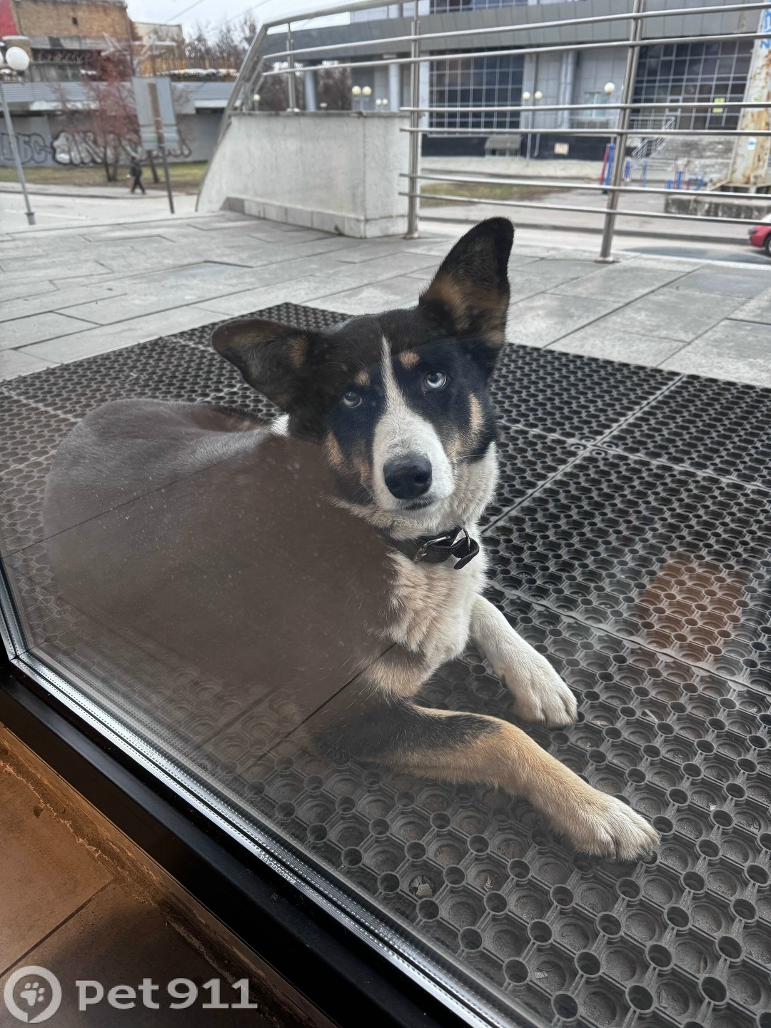 Найдена собака в Пензе — фото объявления