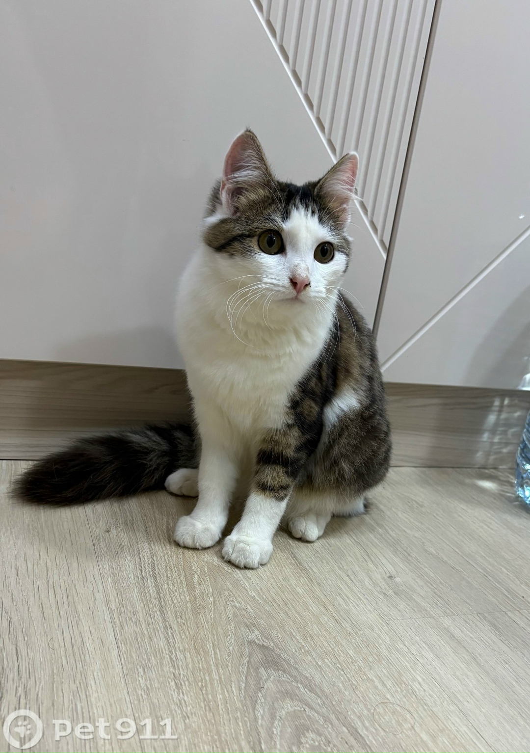 Найдена кошка в Пензе — фото объявления