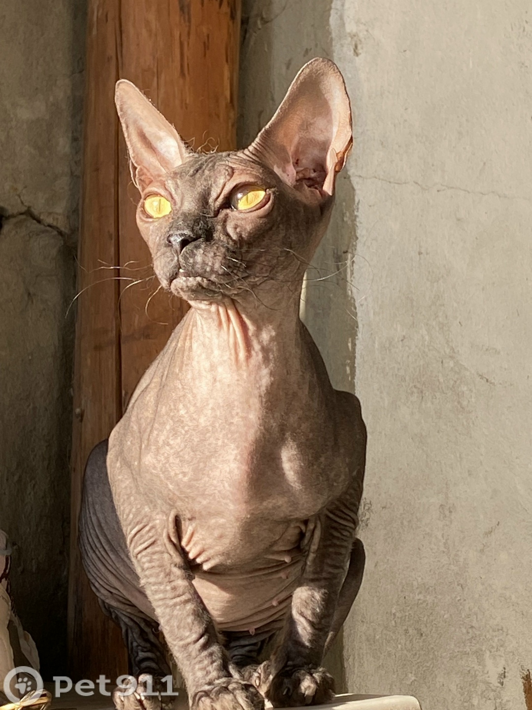 Пропала кошка в Пензе — фото объявления