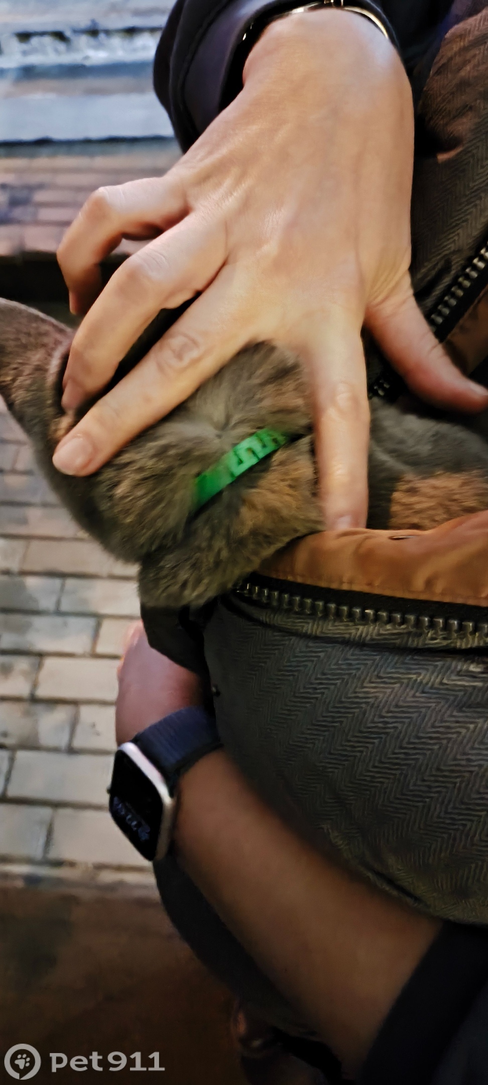 Найдена кошка в Пензе — фото объявления