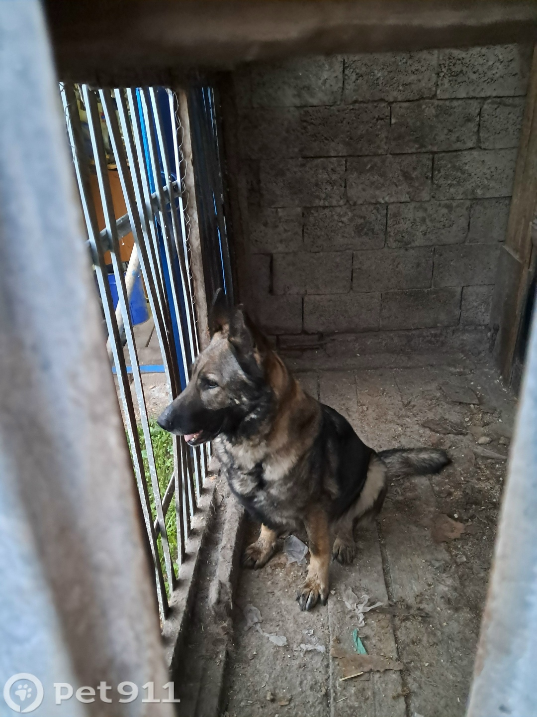 Пропала собака в Пензе — фото объявления