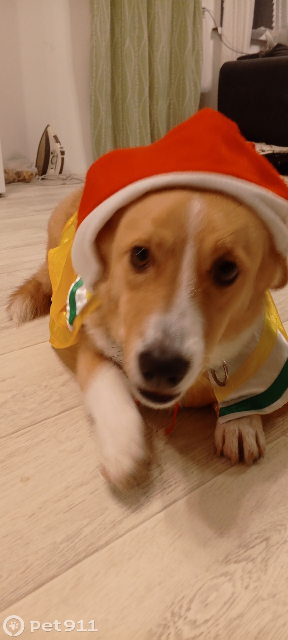 Пропала собака в Пензе — фото объявления