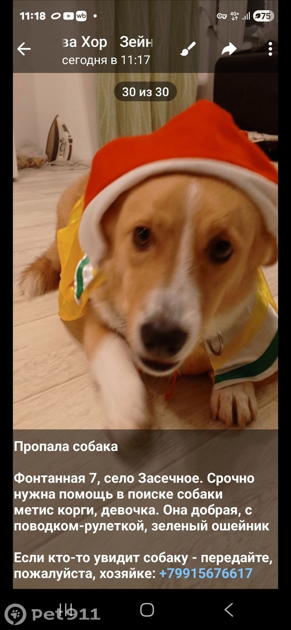 Пропала собака в Пензе — фото объявления