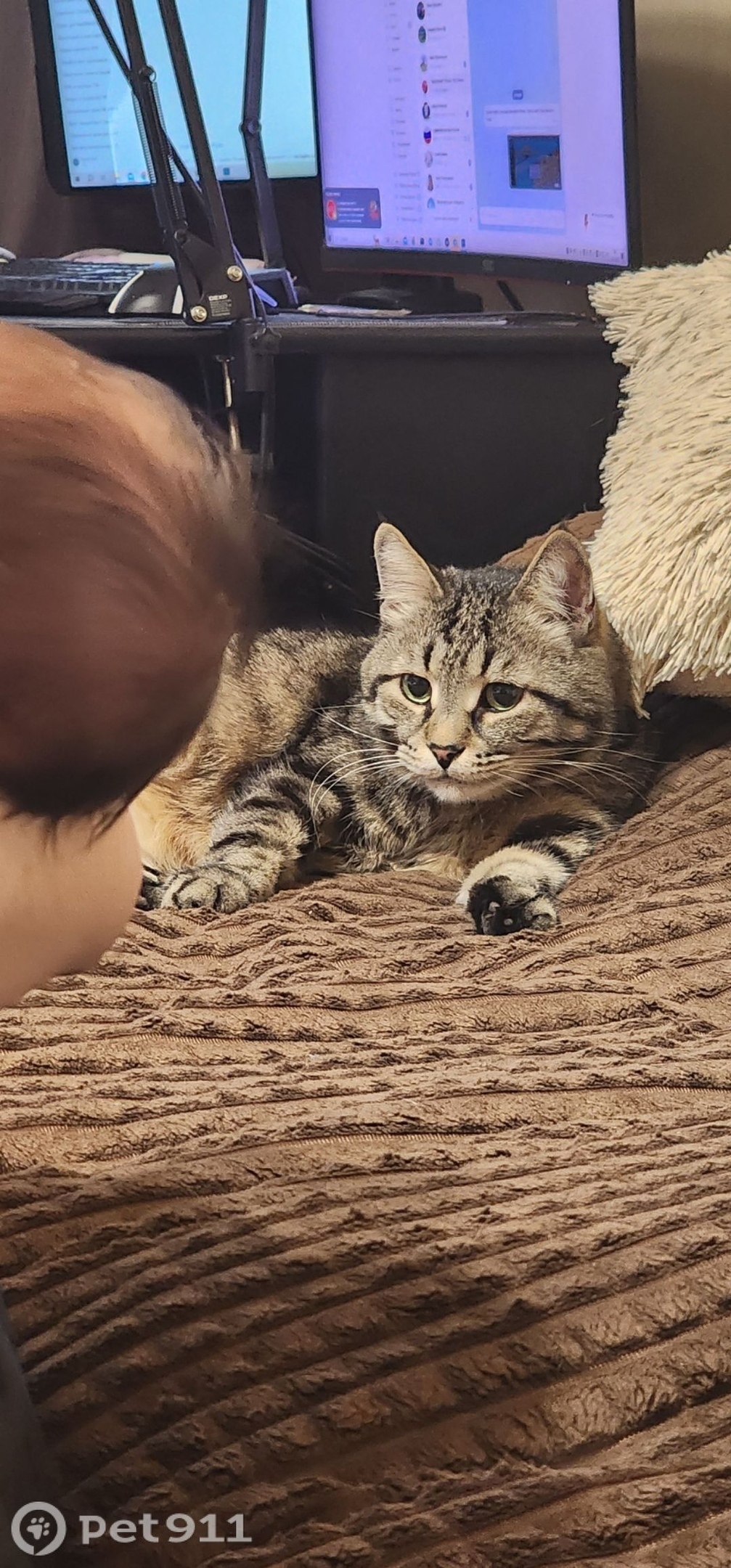 Пропала кошка в Пензе — фото объявления