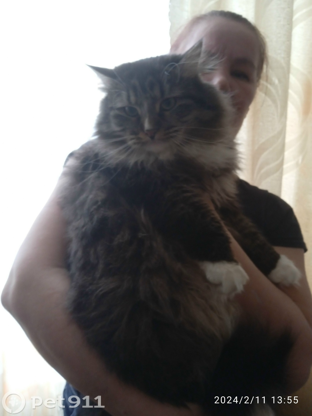 Пропала кошка в Пензе — фото объявления