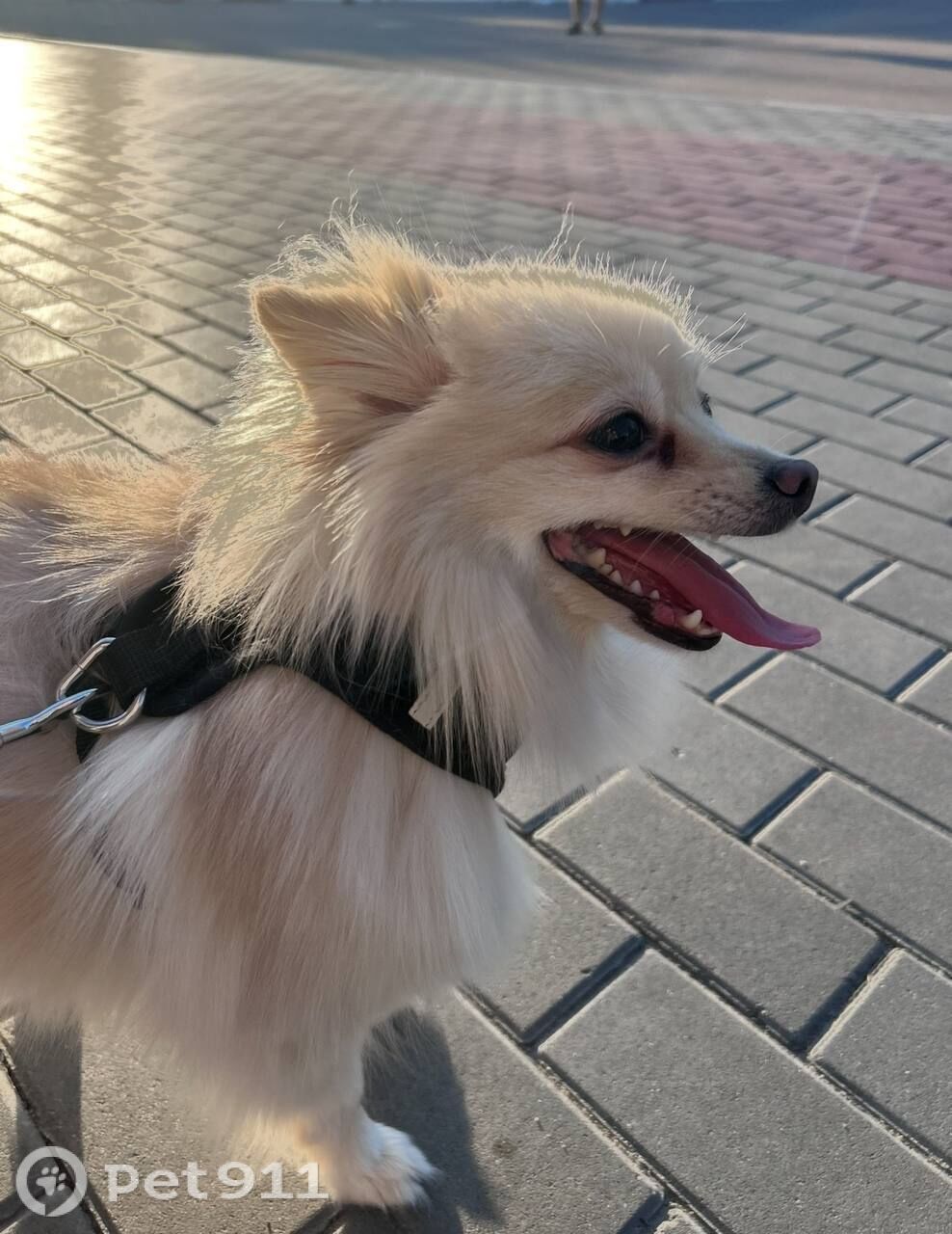 Пропала собака в Пензе — фото объявления