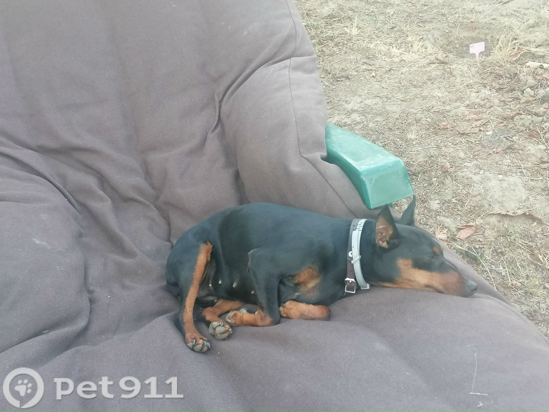 Пропала собака в Пензе — фото объявления