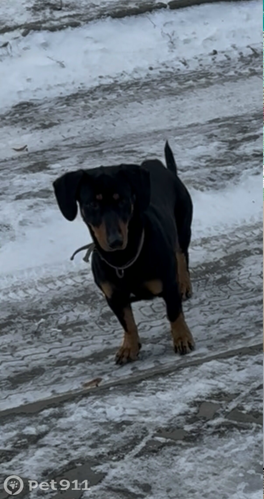 Найдена собака в Пензе — фото объявления