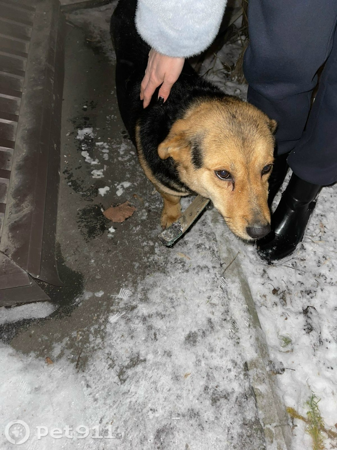 Найдена собака в Пензе — фото объявления