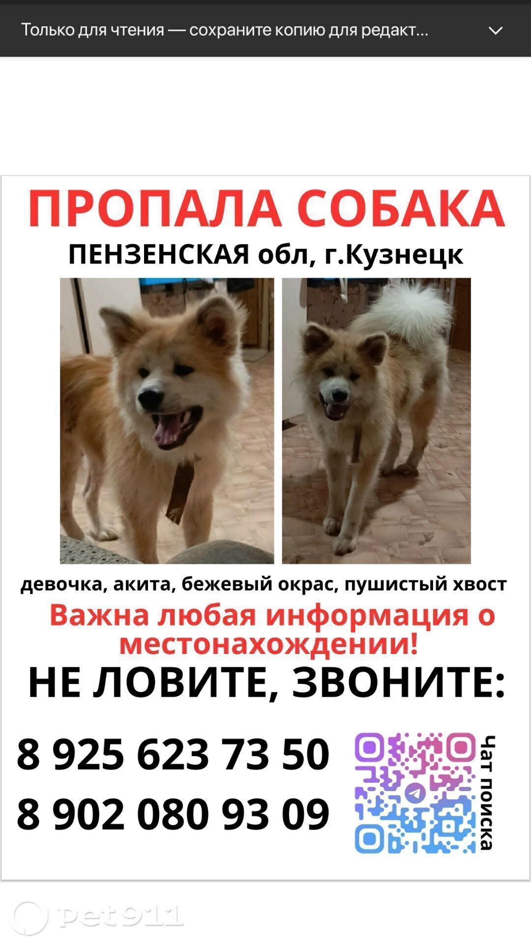 Пропала собака в Пензе — фото объявления