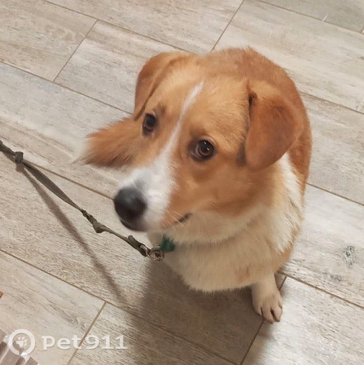 Пропала собака в Пензе — фото объявления