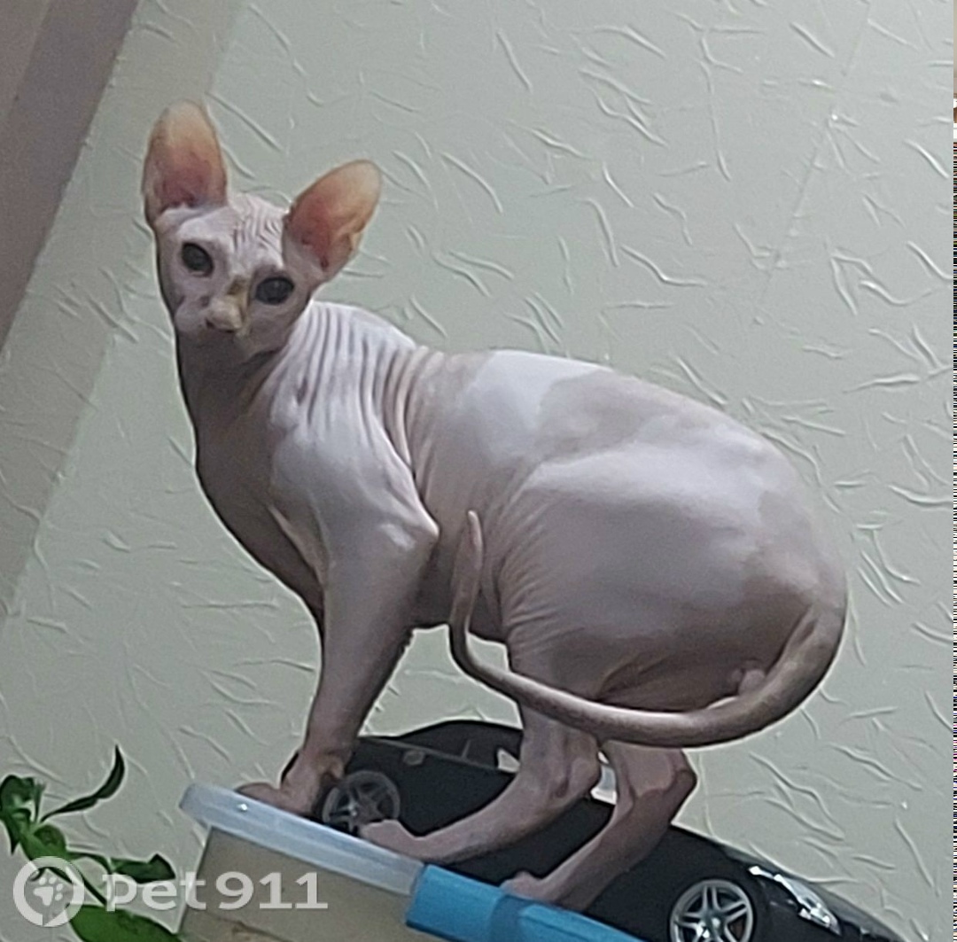 Пропала кошка в Пензе — фото объявления