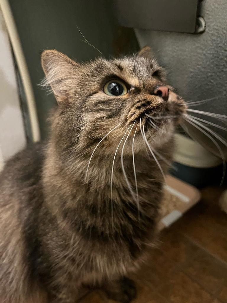 Найдена собака в Пензе — фото объявления