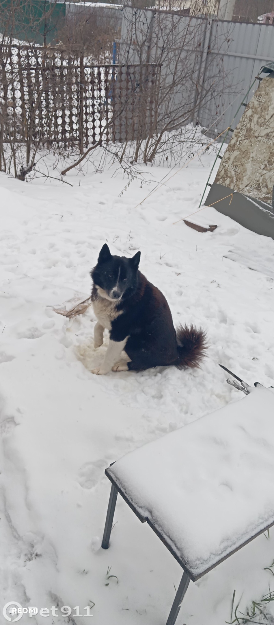 Найдена собака в Пензе — фото объявления