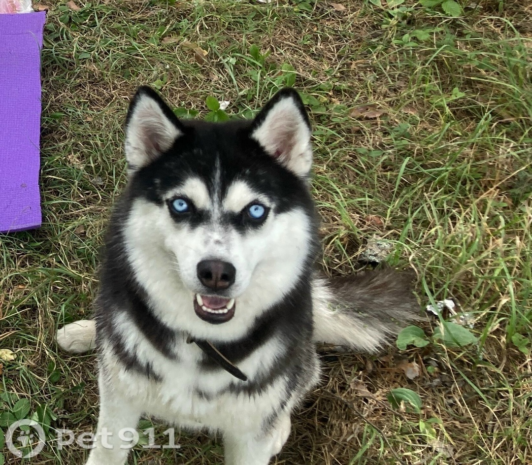 Пропала собака в Пензе — фото объявления