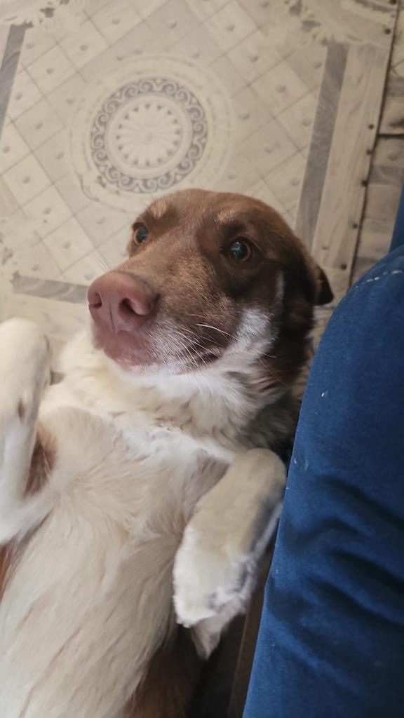 Пропала собака в Пензе — фото объявления