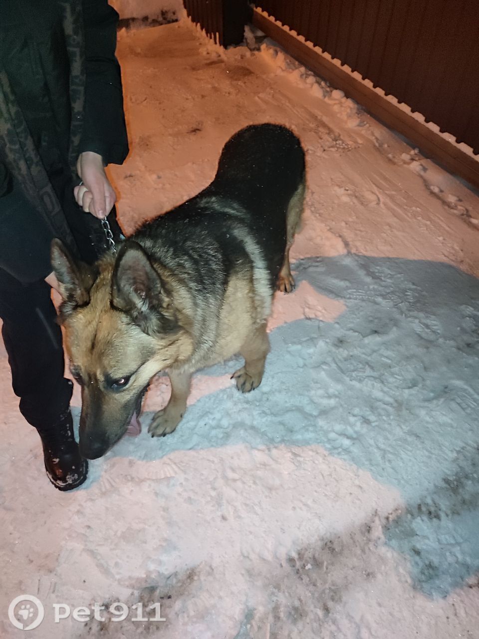 Найдена собака в Пензе — фото объявления