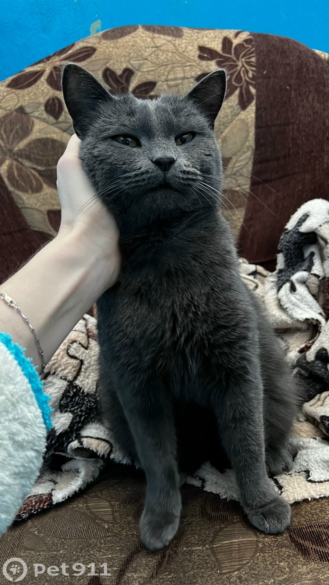 Найдена кошка в Пензе — фото объявления