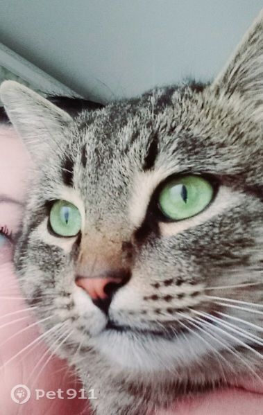 Пропала кошка в Пензе — фото объявления