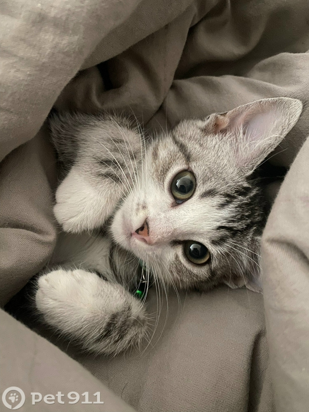 Пропала кошка в Пензе — фото объявления