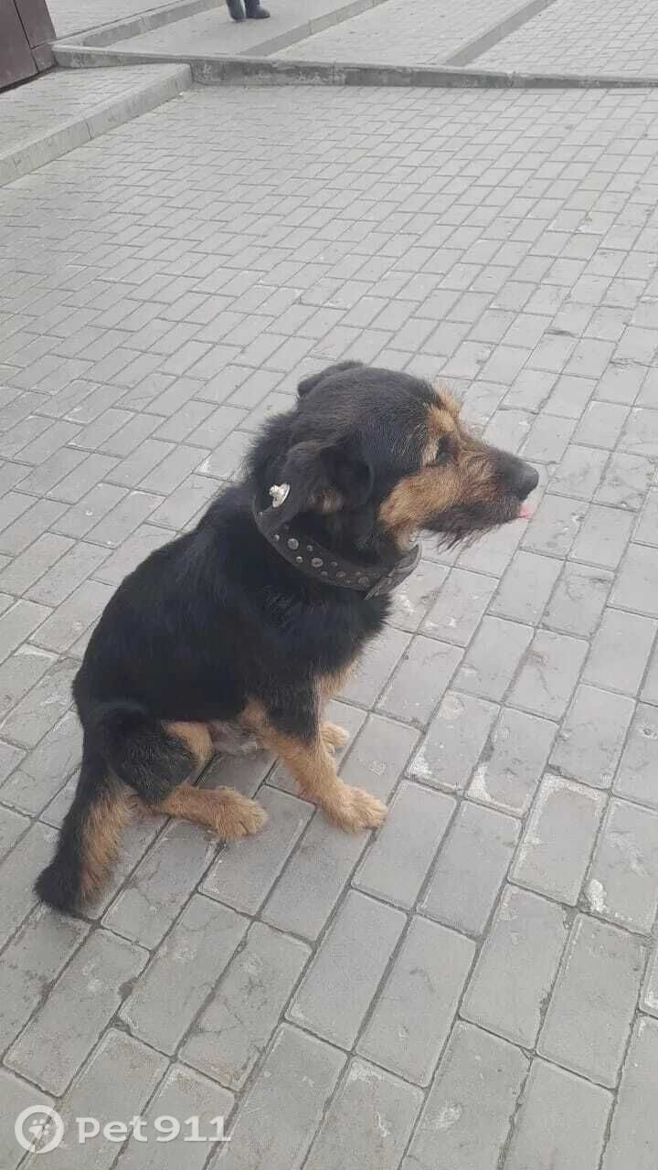 Пропала собака в Пензе — фото объявления