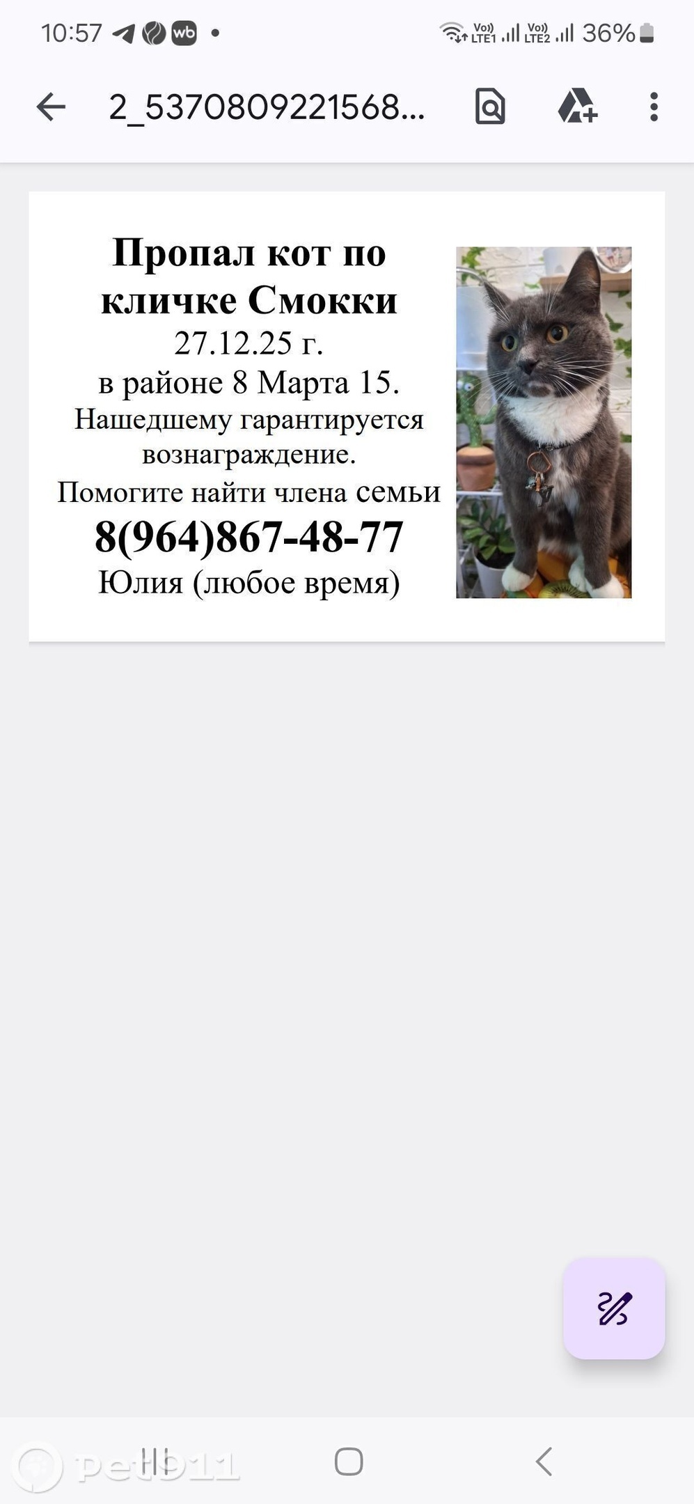 Пропала кошка в Пензе — фото объявления