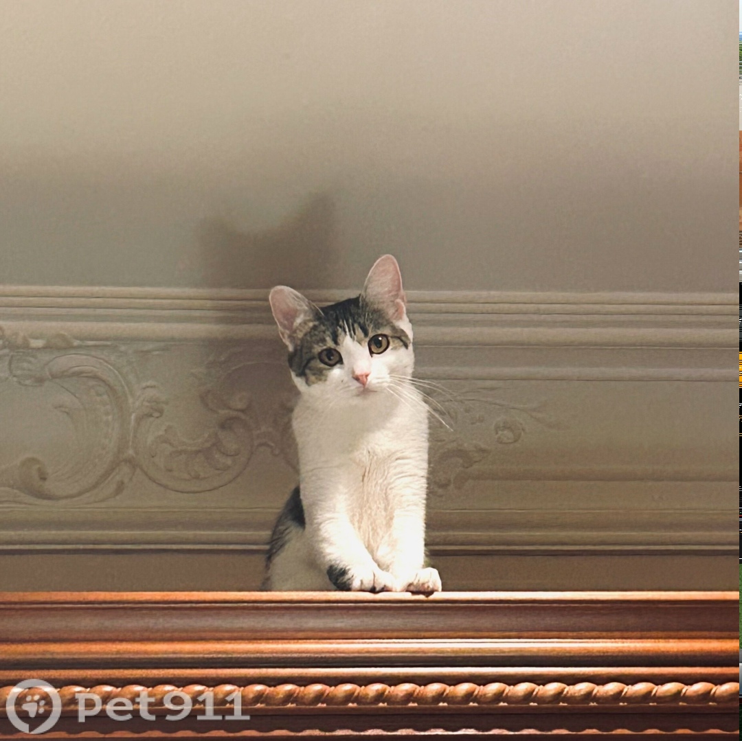 Пропала кошка в Пензе — фото объявления