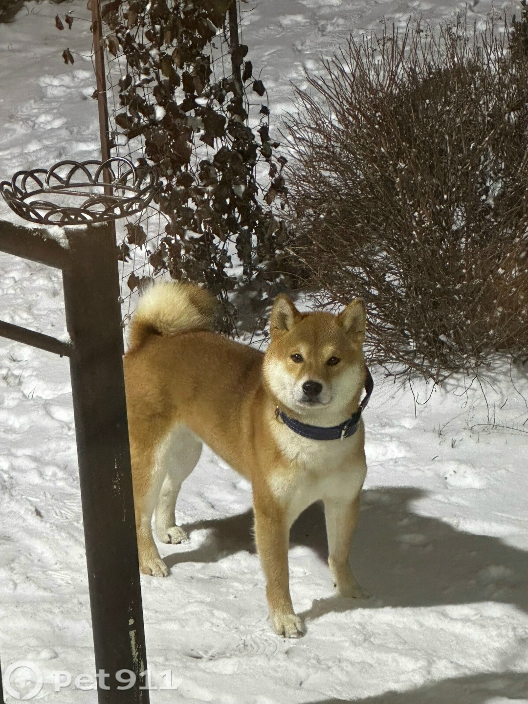 Пропала собака в Пензе — фото объявления