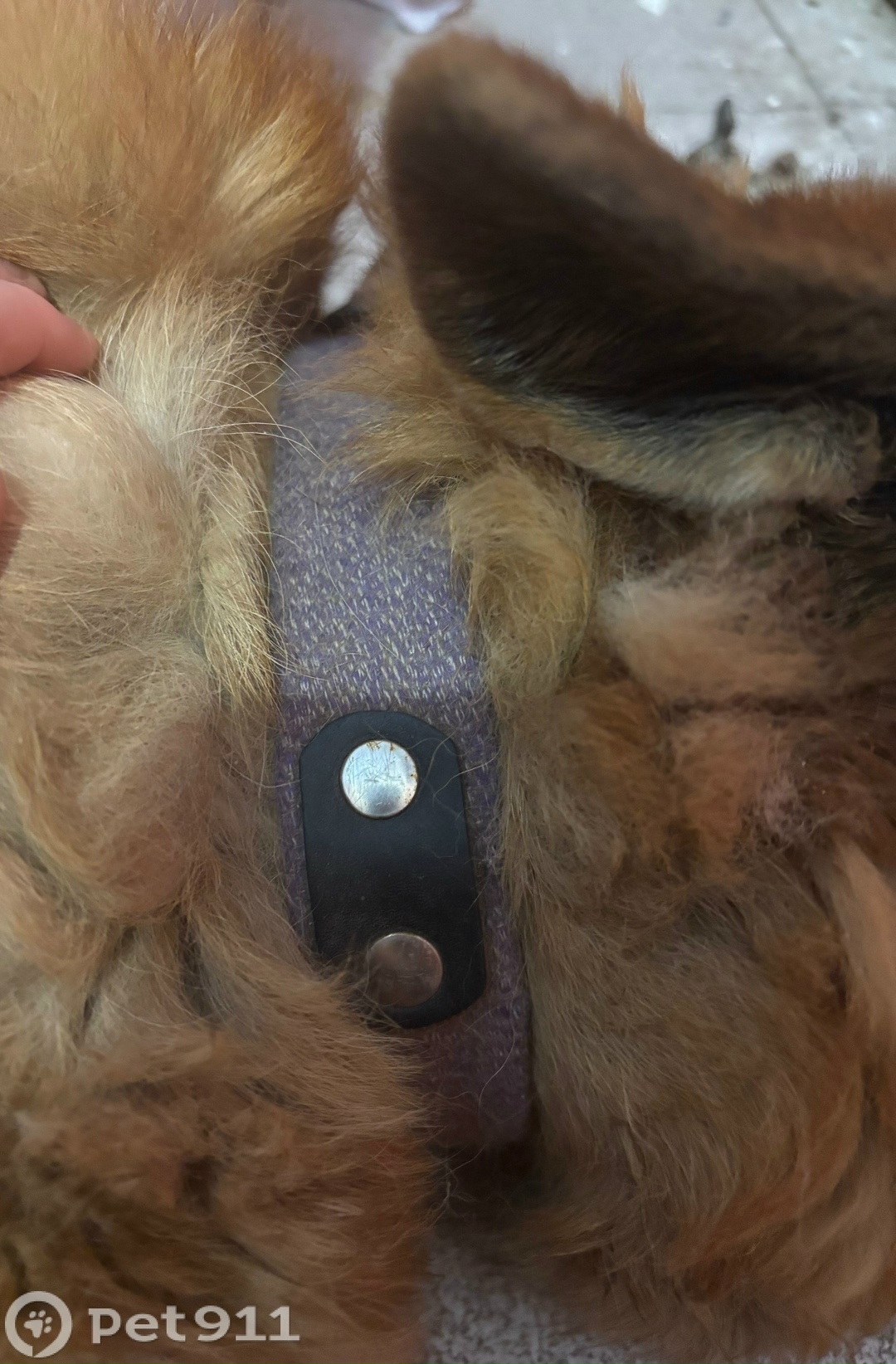 Найдена собака в Пензе — фото объявления