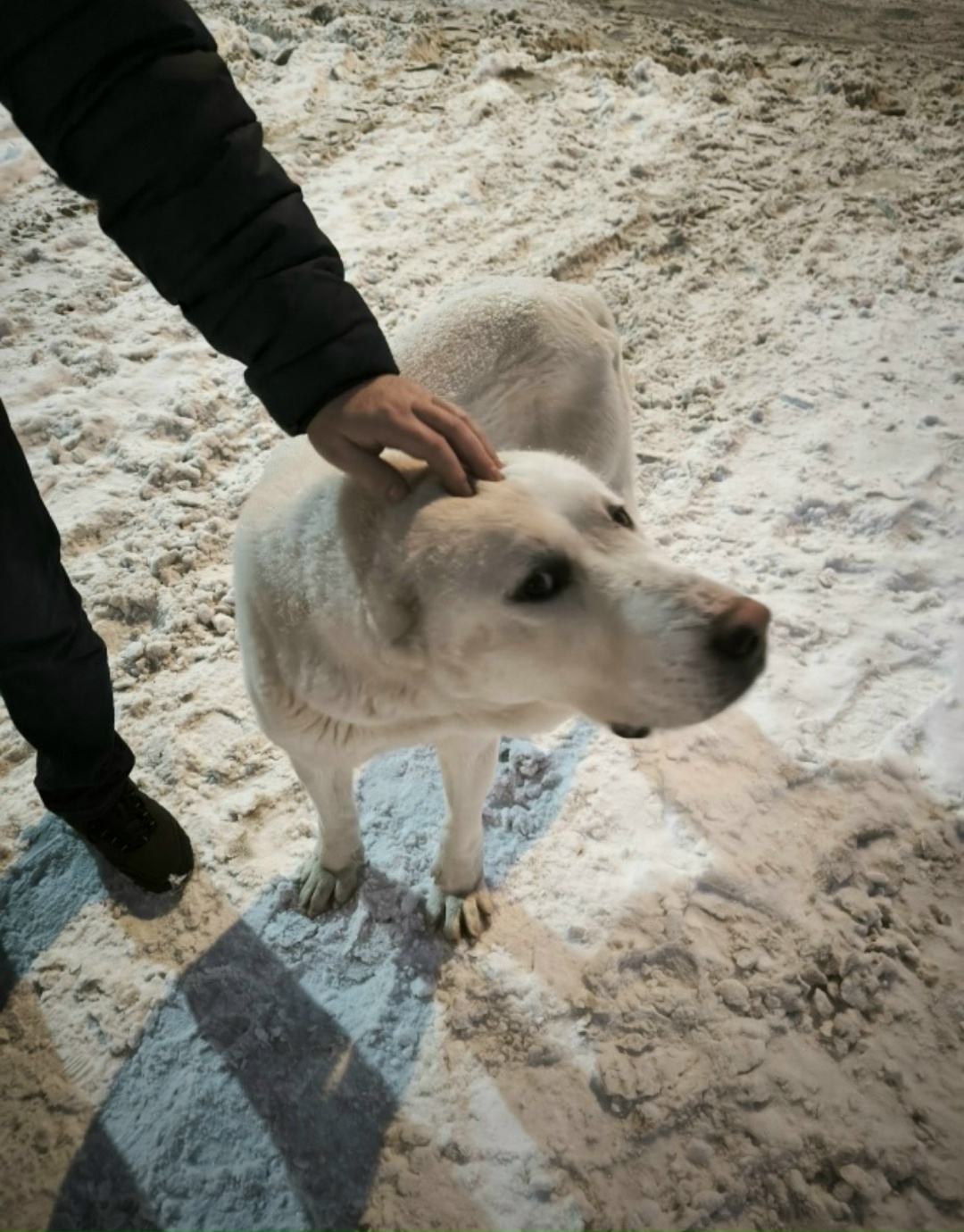 Пропала собака в Пензе — фото объявления