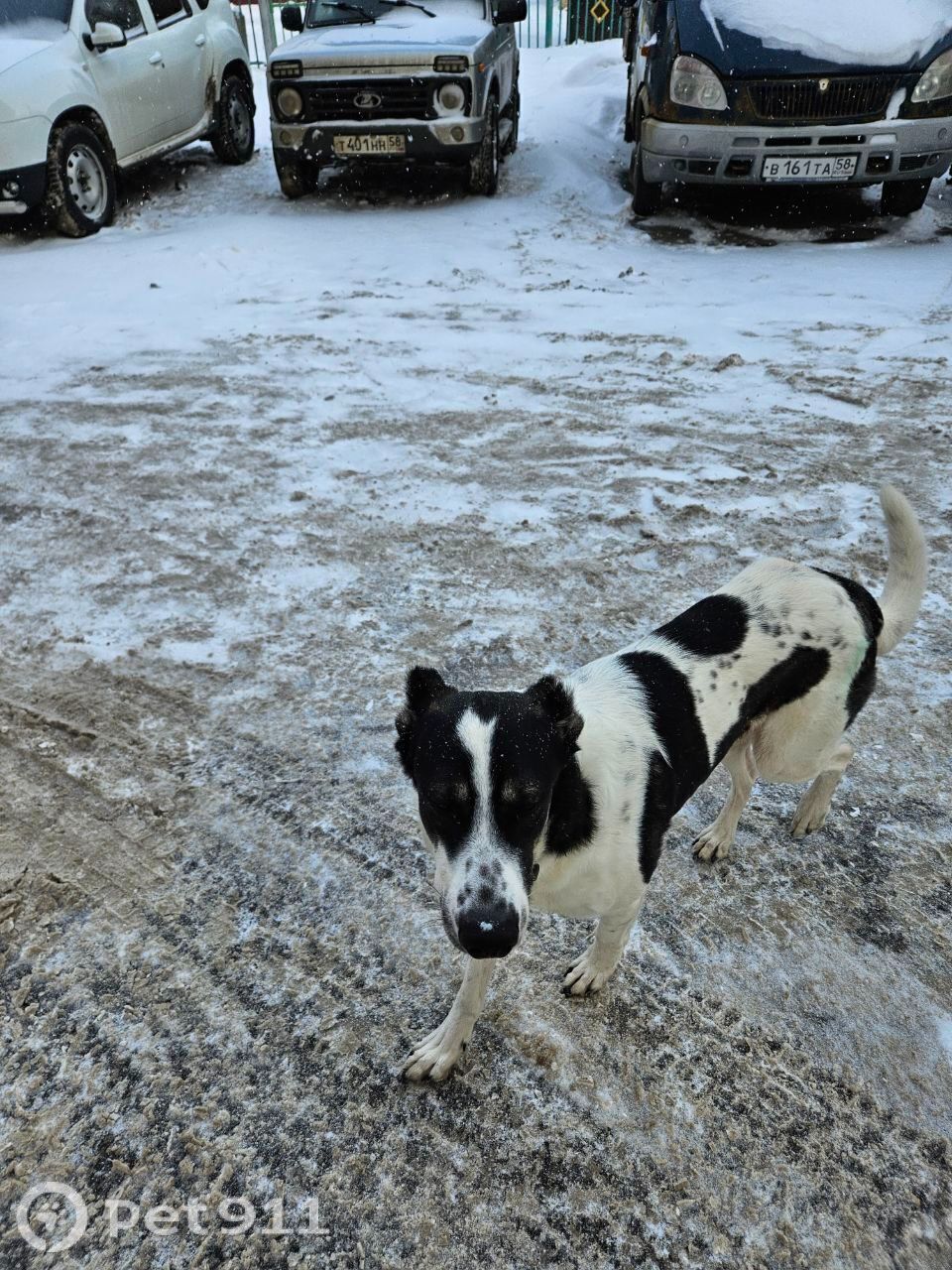 Найдена собака в Пензе — фото объявления