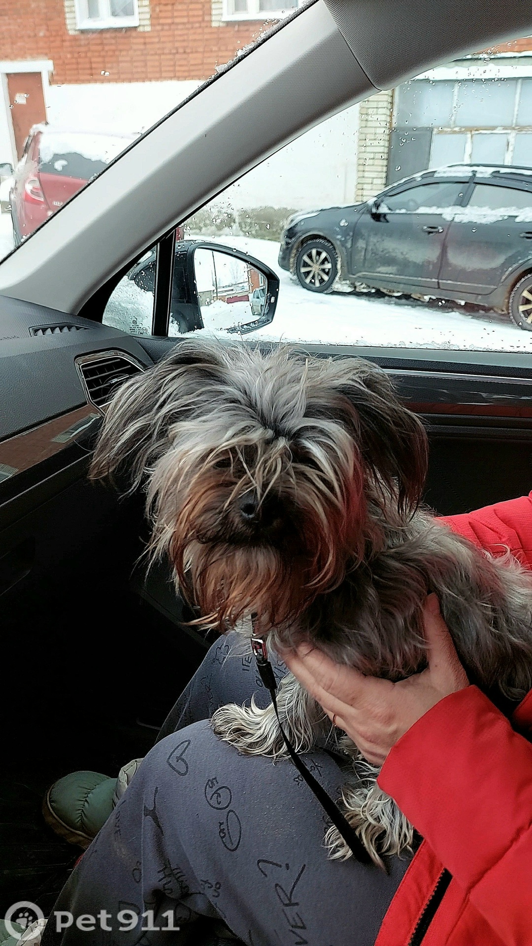 Найдена собака в Пензе — фото объявления