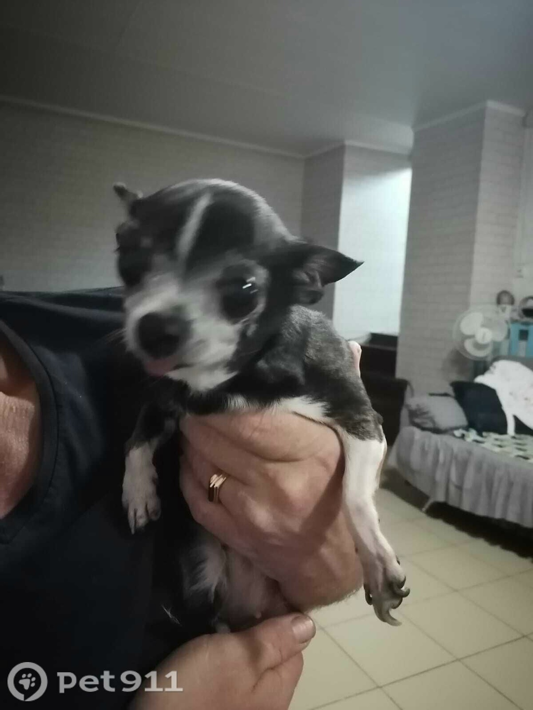 Найдена собака в Пензе — фото объявления