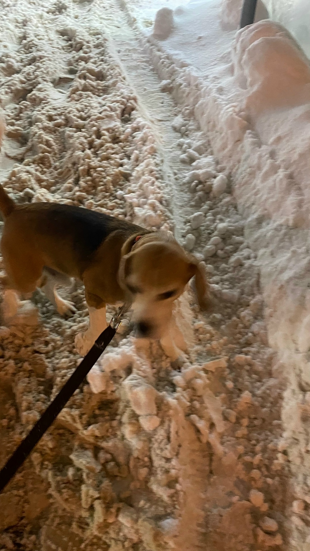 Найдена собака в Пензе — фото объявления