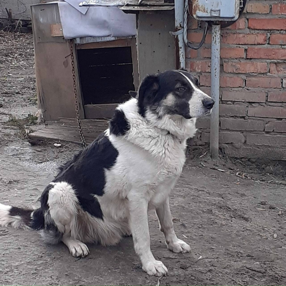 Пропала собака в Пензе — фото объявления