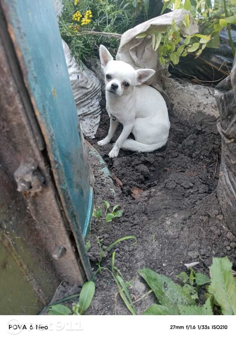 Найдена собака в Пензе — фото объявления