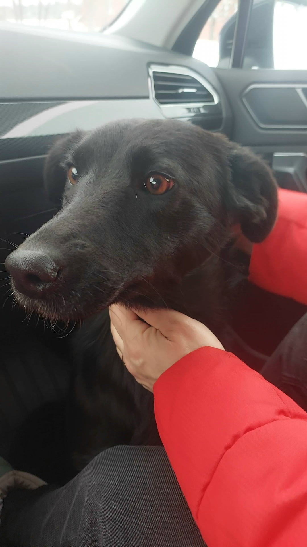 Найдена собака в Пензе — фото объявления