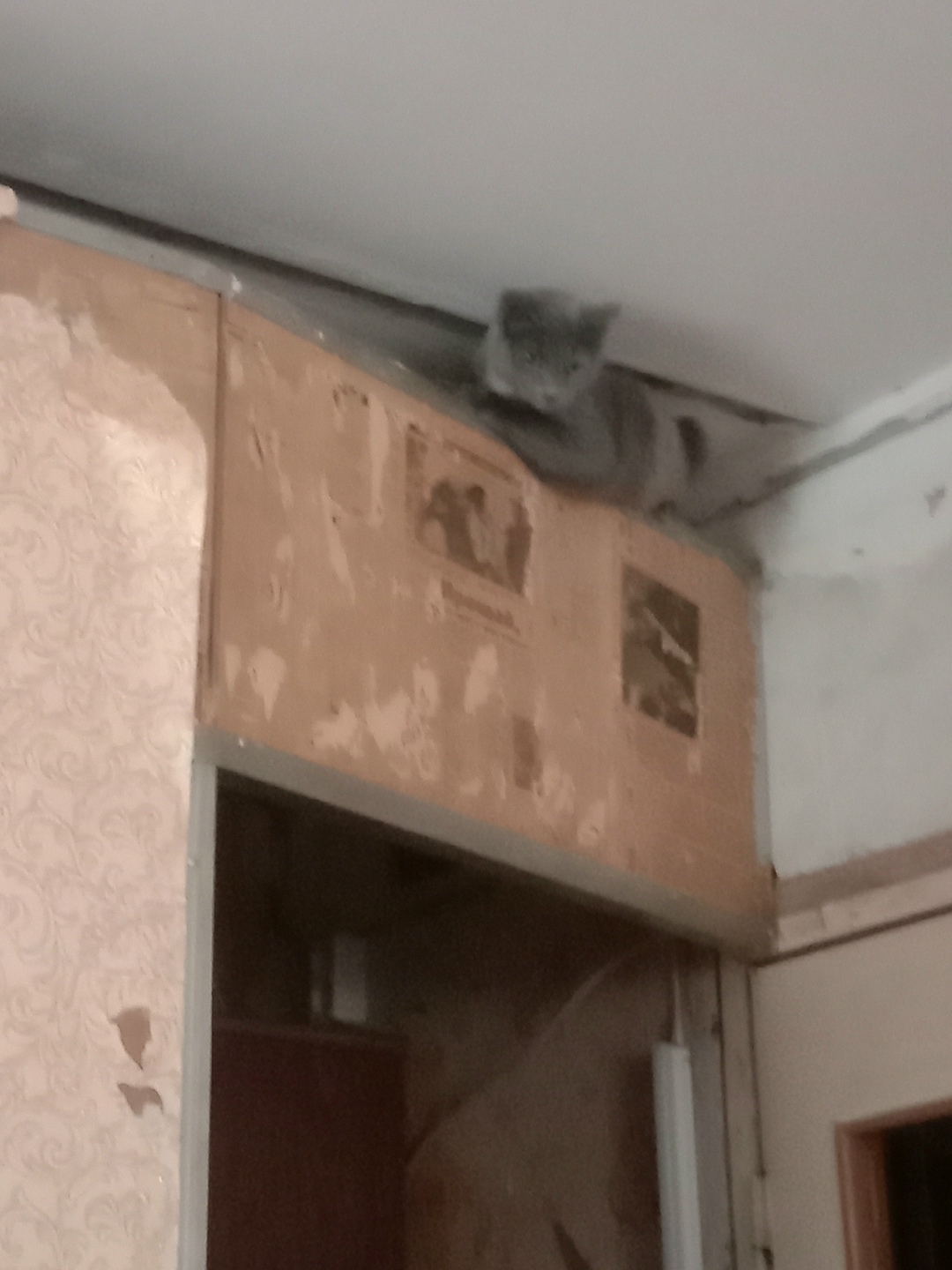 Пропала кошка в Пензе — фото объявления