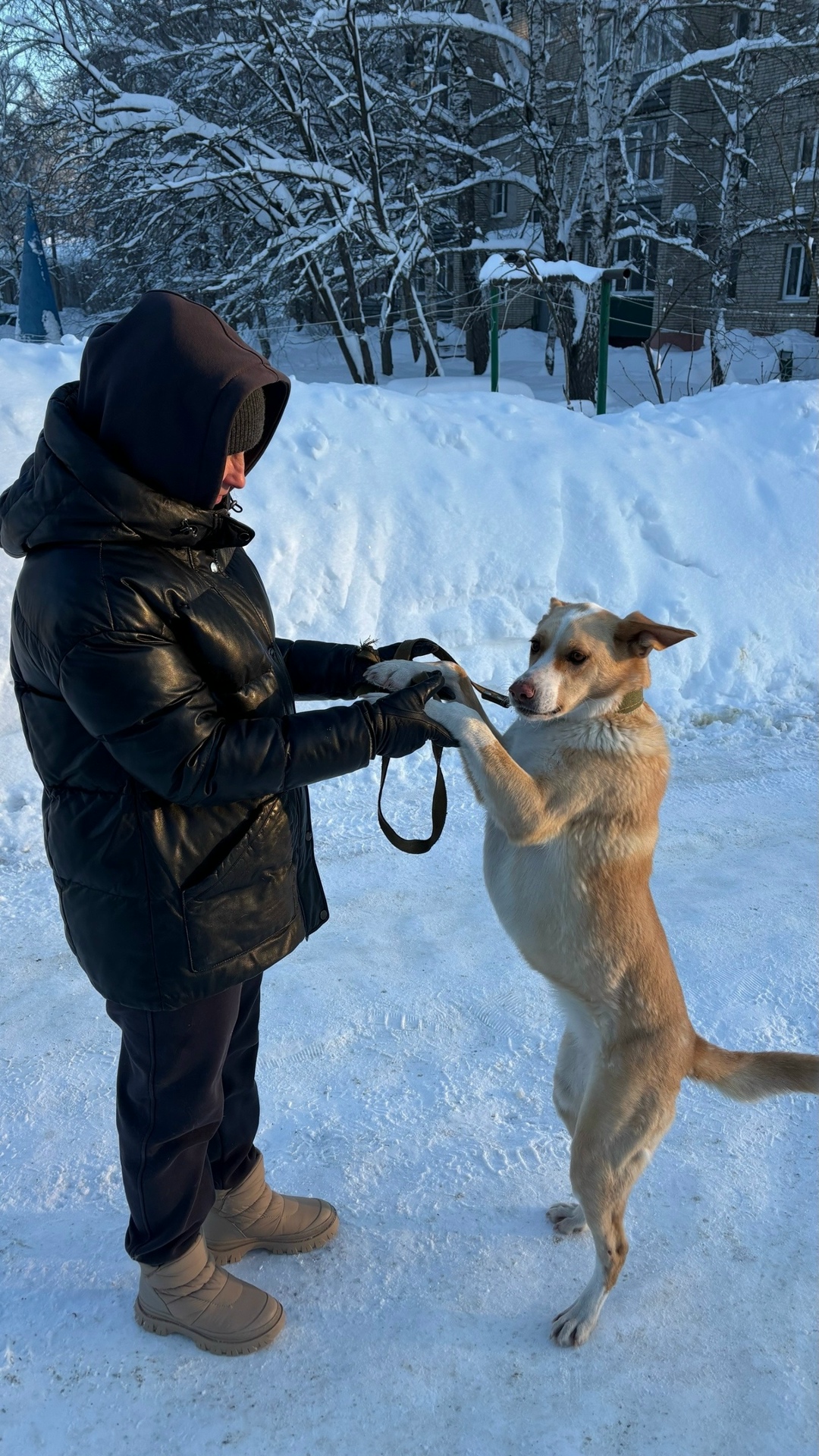 Найдена собака в Пензе — фото объявления