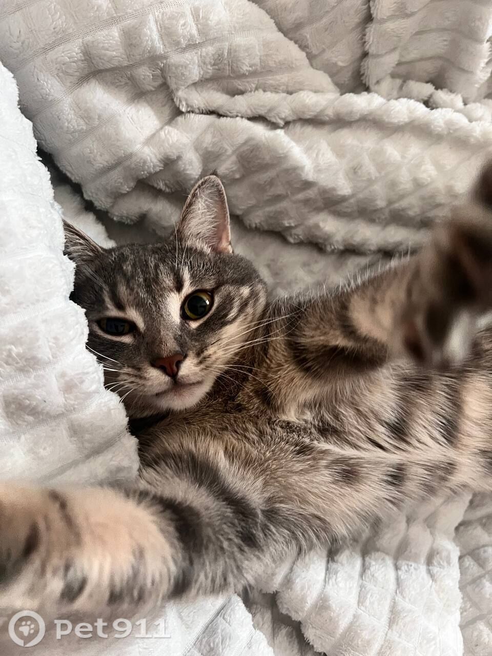 Пропала кошка в Пензе — фото объявления