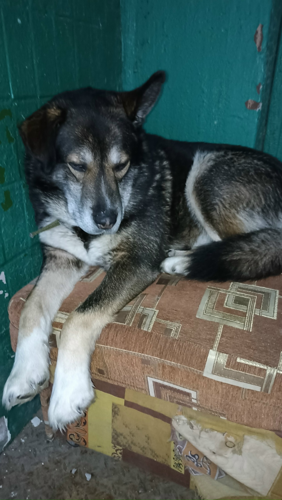 Найдена собака в Пензе — фото объявления