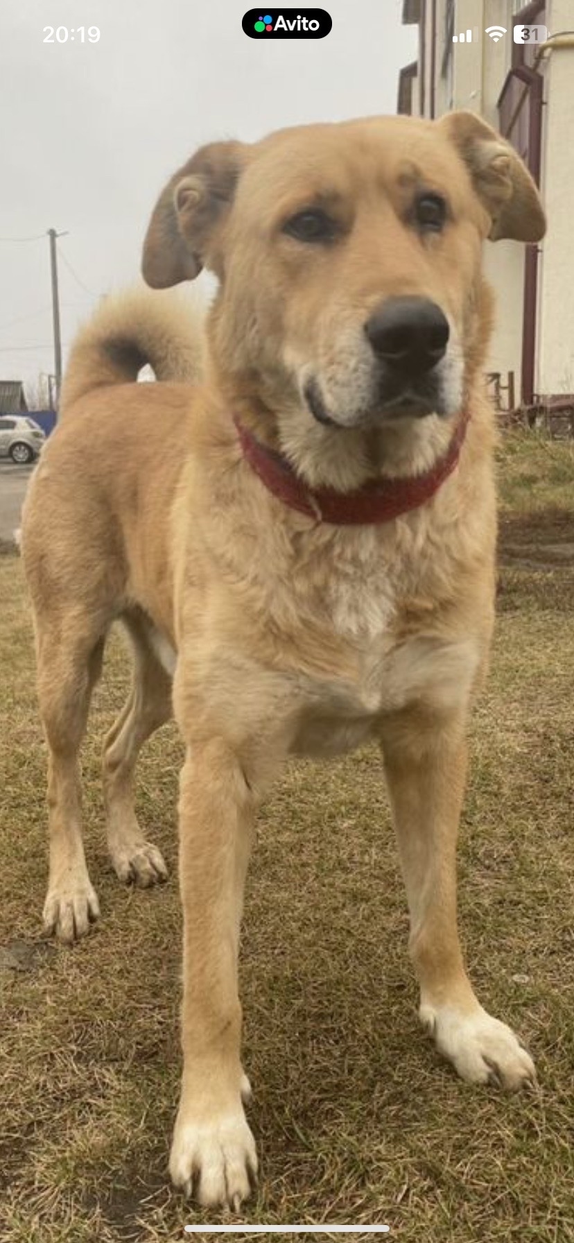 Найдена собака в Пензе — фото объявления