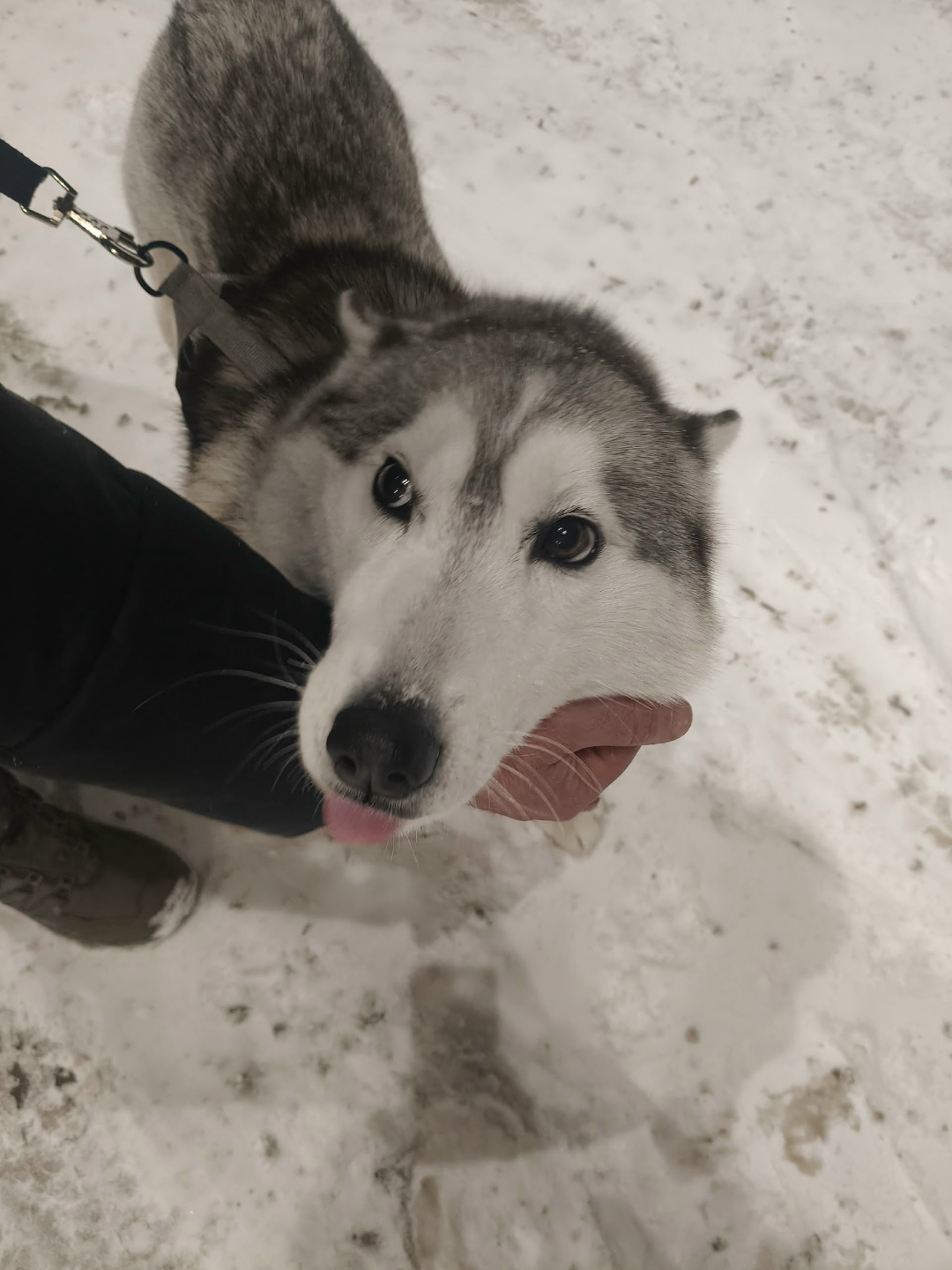 Найдена собака в Пензе — фото объявления